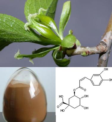 Chlorogenic Acid